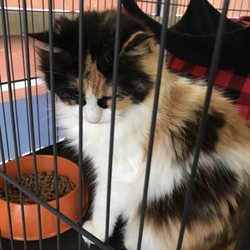 Tomlinson's - They always have a precious kitty for adoption through local shelters