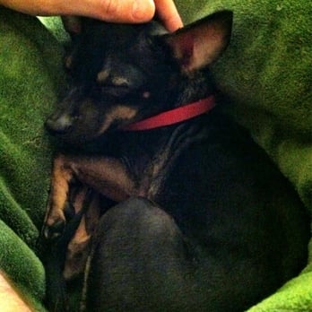 Kritter Kamp - Mae loves her forever home! - Pet Adoption Near Me - Elk Grove, California