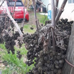 Of course, I had to try one of these dried up grapes. Not so bad. LOL