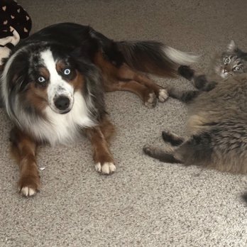 Living with Dogs - Pet Training Near Me - Aptos, California Living with Dogs - Pet Training Near Me - Aptos, California