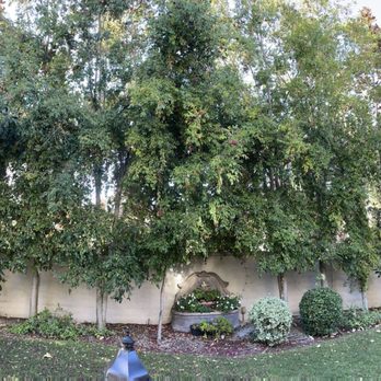 Freddy's Tree Service - Tree Services Near Me - Anaheim, California Freddy's Tree Service - Tree Services Near Me - Anaheim, California