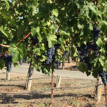 Paradigm Winery - Love visiting during crush time! Winery is bustling and grapes ready to be picked! - Wineries Near Me - Oakville, California Paradigm Winery - Love visiting during crush time! Winery is bustling and grapes ready to be picked! - Wineries Near Me - Oakville, California