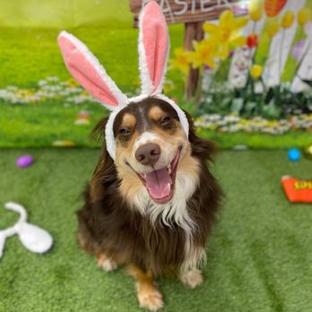 Ruff House Pet Resort - Castiel the Easter Pup! - Pet Training Near Me - Riverside, California
