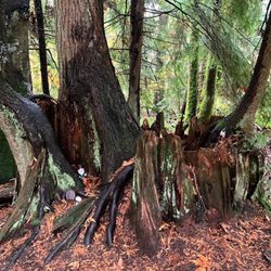 Burnaby Mountain Trail - Gnome's Home Trail.