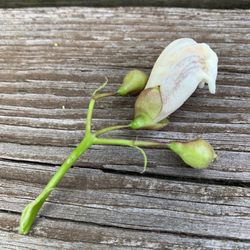Knight Point State Park - Challenge to all - name this flower bud from a tree.