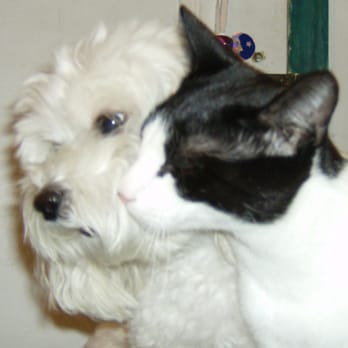 Pet Angel - Upper West Side TLC for your pet - Dog Walkers Near Me - New York, New York Pet Angel - Upper West Side TLC for your pet - Dog Walkers Near Me - New York, New York
