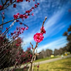 Schabarum Regional Park - Another photo of the plum flower blossom