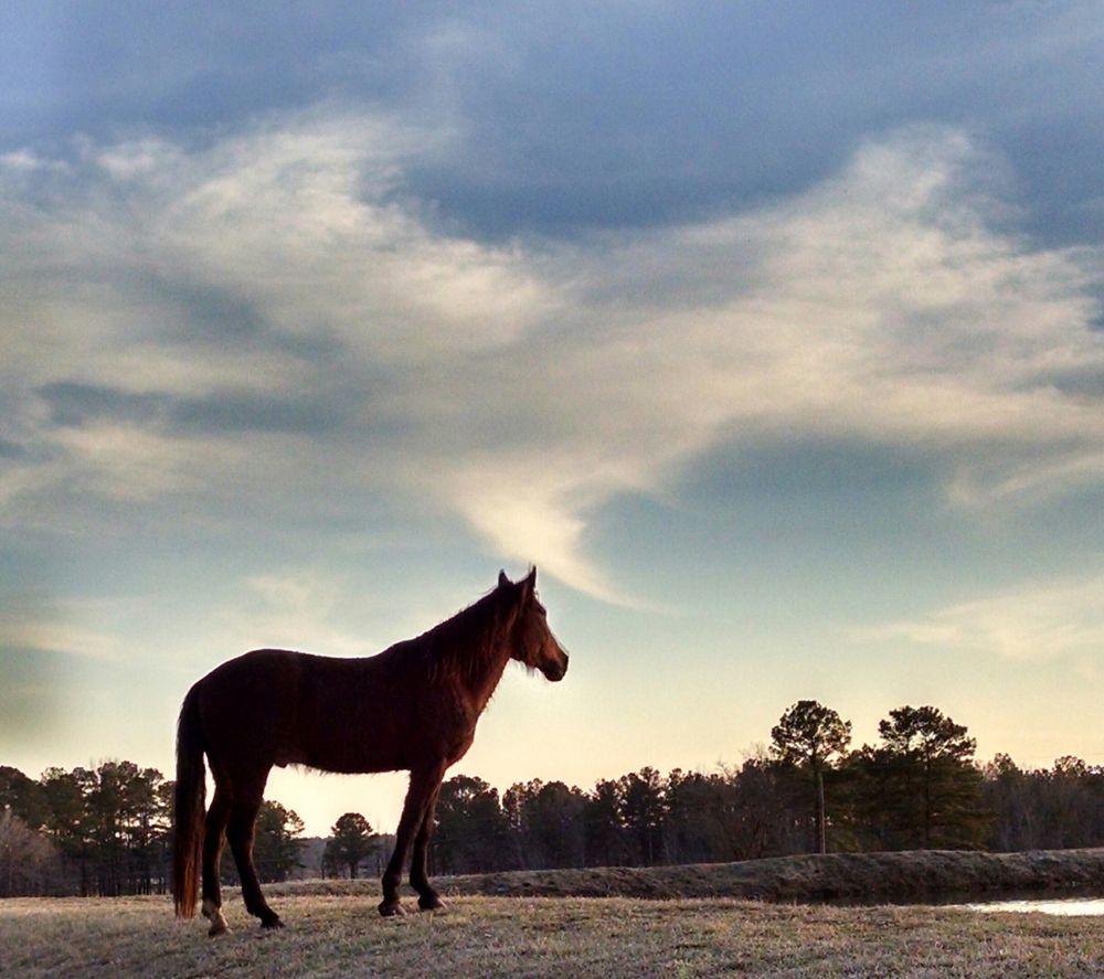 Mosier Natural Horsemanship - equestrian in Bunnlevel, NC