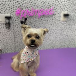 Primp My Pet - Shih/Yorkie groom