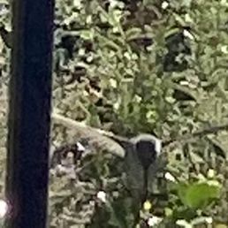 Hummingbirds Hummingbirds