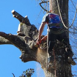 Vonner Family Tree Service - Dead oak removal