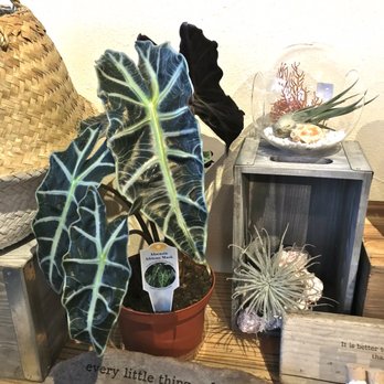 Flourish - Nurseries & Gardening Near Me - Petaluma, California Flourish - Nurseries & Gardening Near Me - Petaluma, California