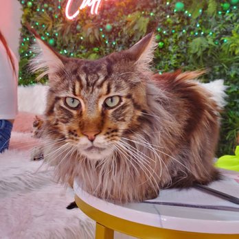 Cats and Caffeine - Coffee & Tea Near Me - Tampa Bay, Florida Cats and Caffeine - Coffee & Tea Near Me - Tampa Bay, Florida