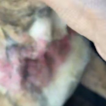 Country View Kennels - Physical abuse from merchant and my puppy - Pet Boarding Near Me - Modesto, California Country View Kennels - Physical abuse from merchant and my puppy - Pet Boarding Near Me - Modesto, California