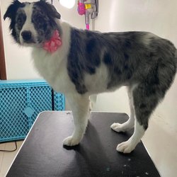 Sunny Skye’s Dog Grooming