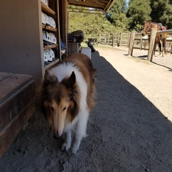Five Brooks Ranch - Horseback Riding Near Me - Olema, California Five Brooks Ranch - Horseback Riding Near Me - Olema, California