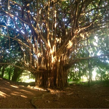 Rainbow Falls - Banyan tree. Easy to climb! - Parks Near Me - Hilo, Hawaii Rainbow Falls - Banyan tree. Easy to climb! - Parks Near Me - Hilo, Hawaii