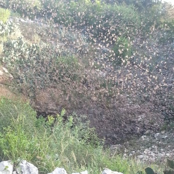 Bracken Bat Cave - Local Flavor Near Me - Garden Ridge, Texas