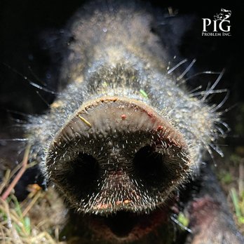 Pig Problem - Photo: Pig Problem Inc. - Wildlife Hunting Ranges Near Me - Americus, Georgia