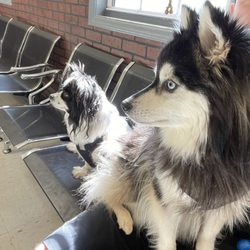 Hinkle's Pet Hospital - Two dogs in the waiting room
