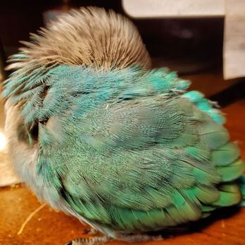 Amazon Jungle 19 Photos Pet Stores 557 S Yonge St Ormond Beach Fl Phone Number Amazon Jungle 19 Photos Pet Stores 557 S Yonge St Ormond Beach Fl Phone Number