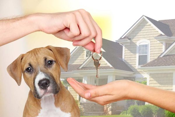 Pet Sitting - You don't have to leave your furry friends alone while you are away. Call us today for a consultation! Pet Sitting - You don't have to leave your furry friends alone while you are away. Call us today for a consultation!