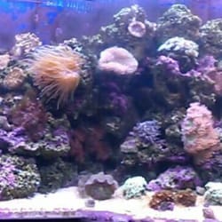 This is a old pic. But I wi put a new on. This is my uncles 350 gal tank that we enjoy a lot thanks for the help Chris.