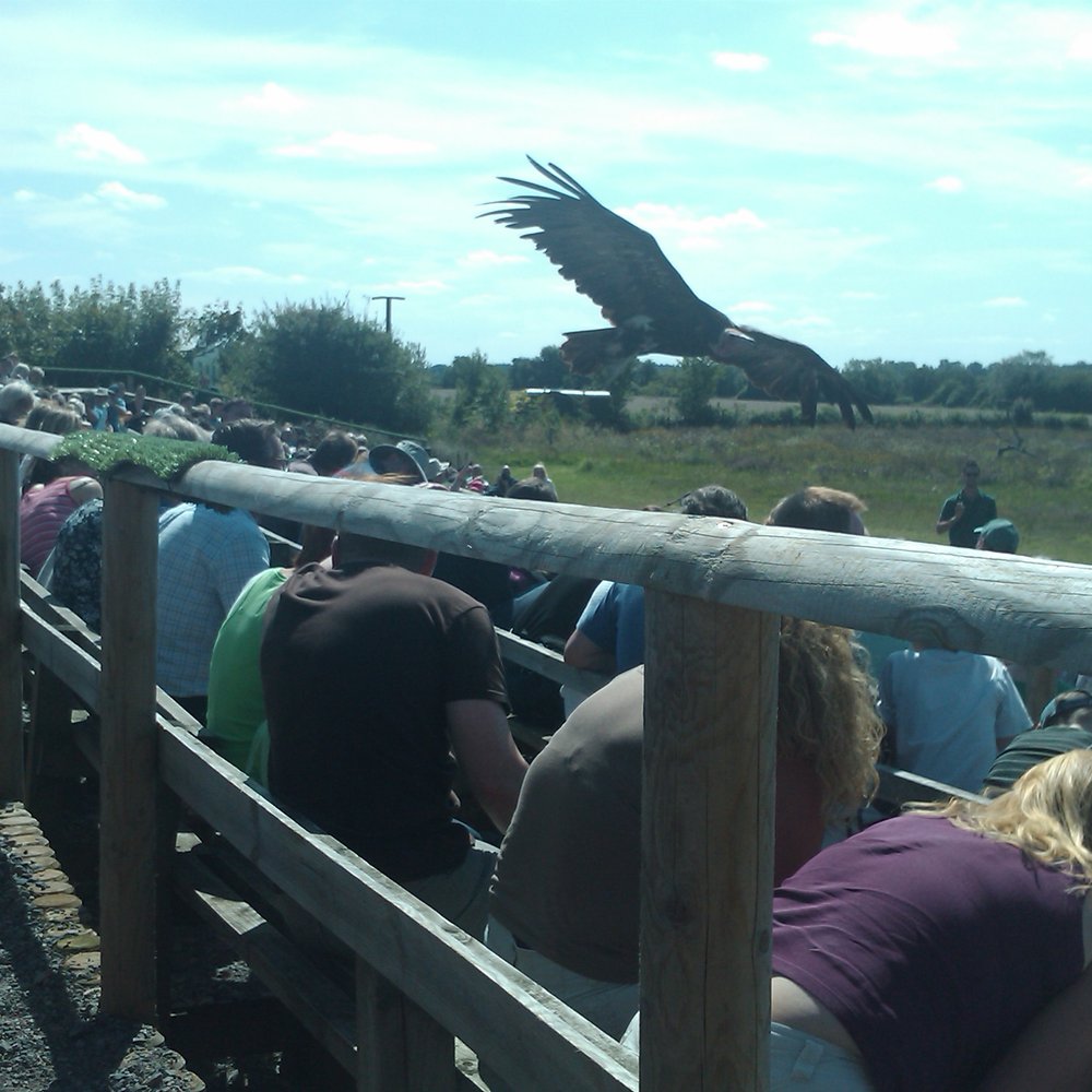 Hawk Conservancy Trust - Active Life Near Me - Andover, HAM