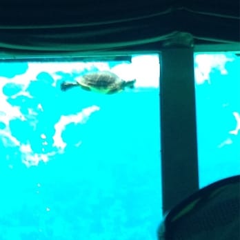 Weeki Wachee Springs - Turtle swimming by during the mermaid show - Amusement Parks Near Me - Spring Hill, Florida Weeki Wachee Springs - Turtle swimming by during the mermaid show - Amusement Parks Near Me - Spring Hill, Florida