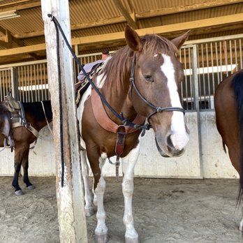 Vino Vaqueros Horseback Riding - Nacho - Horseback Riding Near Me - Los Olivos, California Vino Vaqueros Horseback Riding - Nacho - Horseback Riding Near Me - Los Olivos, California