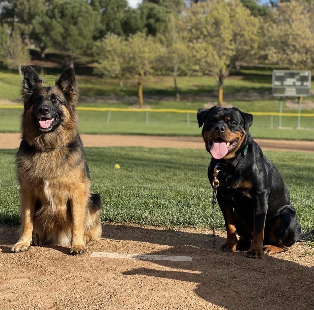 NEXGEN K9 Updated May 2024 78 Photos & 55 Reviews 1800 Springs Rd