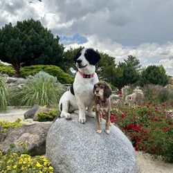 Mount Rose Animal Hospital - Happy patients! :)