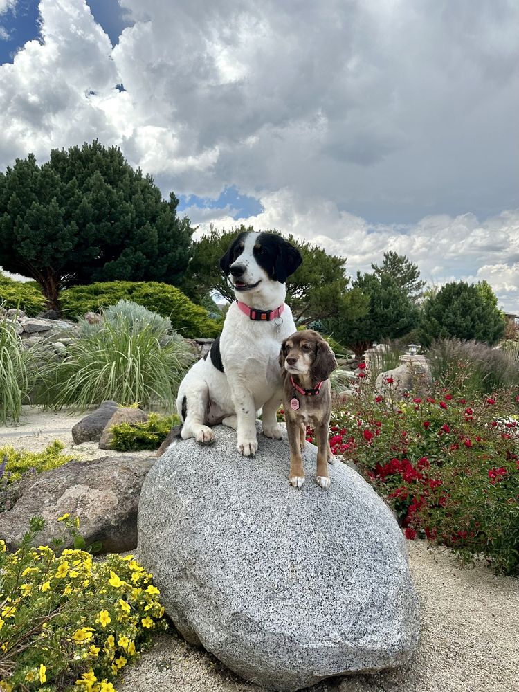 MOUNT ROSE ANIMAL HOSPITAL Updated September 2024 19 Photos & 59