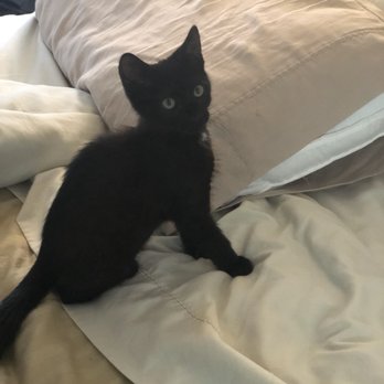 Long Beach Humane Society - Jett (aka Pike) - Animal Shelters Near Me - Island Park, New York