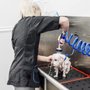 Republic of Paws Dog & Cat Grooming