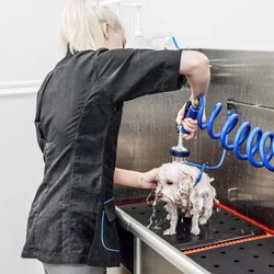 Republic of Paws Dog & Cat Grooming