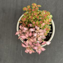 PlanterSam
