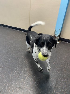 Paws & Play Dog Resort & Training Center