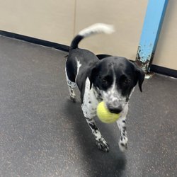 Paws & Play Dog Resort & Training Center - His tail says it all!