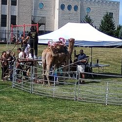 Taste of Egypt Festival - Camel rides.