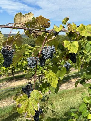 Noboleis Vineyards by null