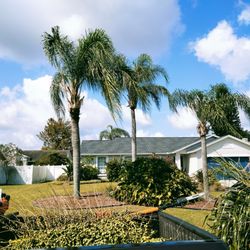 Designer Tree Care