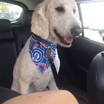 Shorty Styles - Second haircut, taken in June - Pet Groomers Near Me - Chicago, Illinois