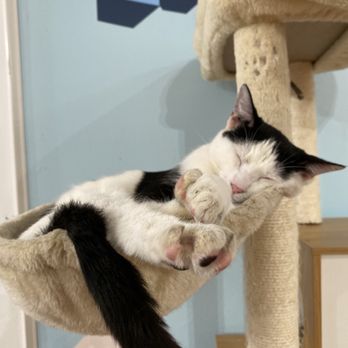 Mini Cat Town - Pet Adoption Near Me - Palo Alto, California
