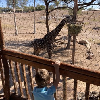 Phoenix Zoo - Giraffe eating while we were standing in the treehouse! Perfect views from this high! - Zoos Near Me - Phoenix, Arizona Phoenix Zoo - Giraffe eating while we were standing in the treehouse! Perfect views from this high! - Zoos Near Me - Phoenix, Arizona