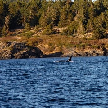 Eagle Wing Tours - Orcas - Boat Charters Near Me - Victoria, British Columbia