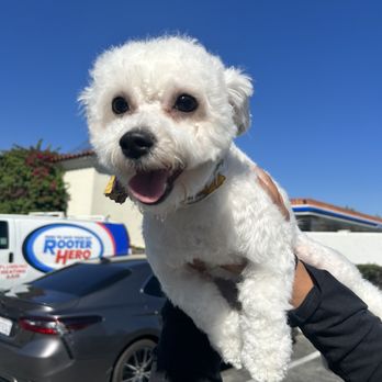 MercaDog - Pet Groomers Near Me - Chino, California