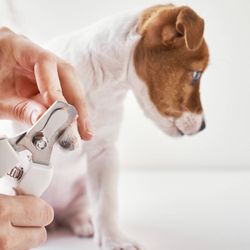 North Bend Animal Clinic