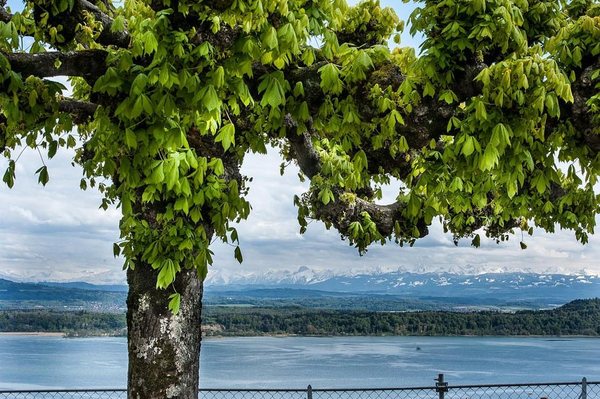 Aux Trois Amis by null