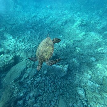 Zephyr Maui - Saw about 6 turtles. This was one of the smaller ones. - Snorkeling Near Me - Kihei, Hawaii Zephyr Maui - Saw about 6 turtles. This was one of the smaller ones. - Snorkeling Near Me - Kihei, Hawaii